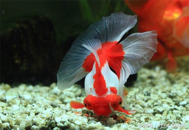 金鱼怎么才能看出水质好坏,观赏金鱼对水质有要求吗