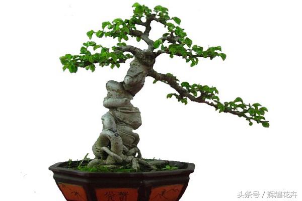 老桩梅花盆景怎么养,怎么养酢浆草老桩盆景