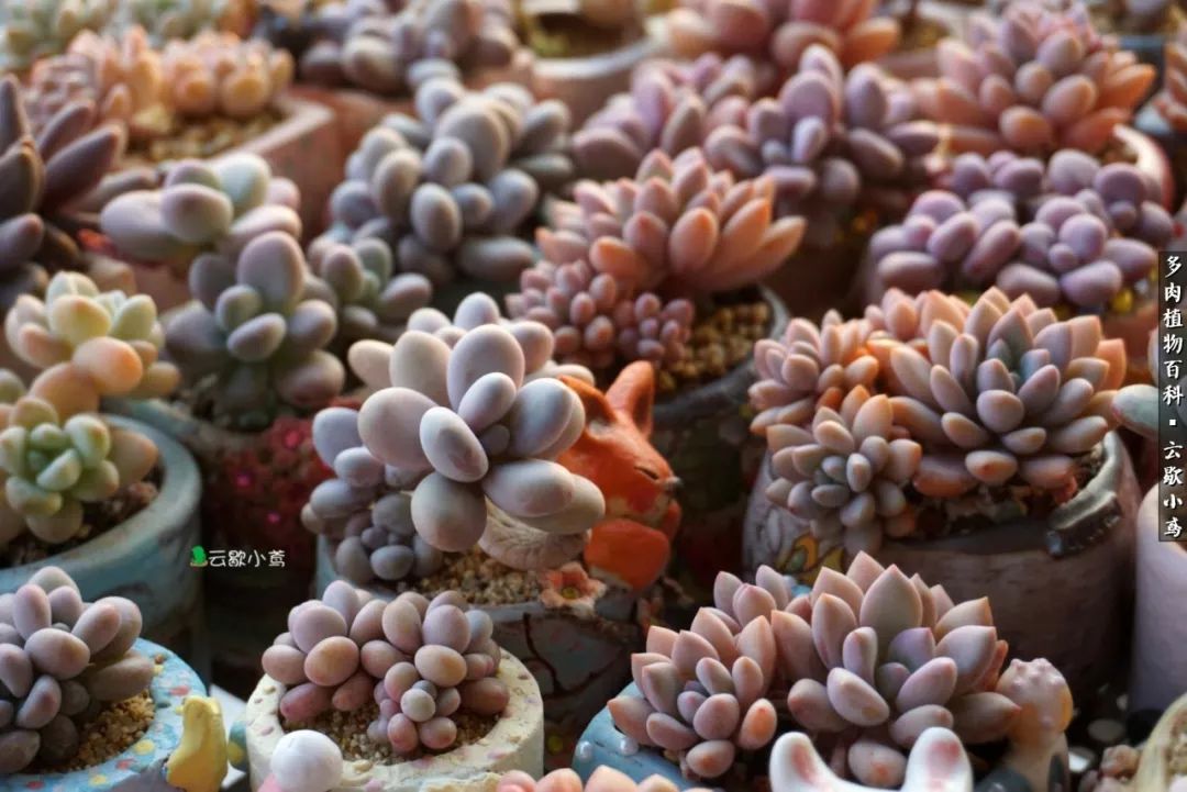 不负人间风月,不负人间风月创作的原声