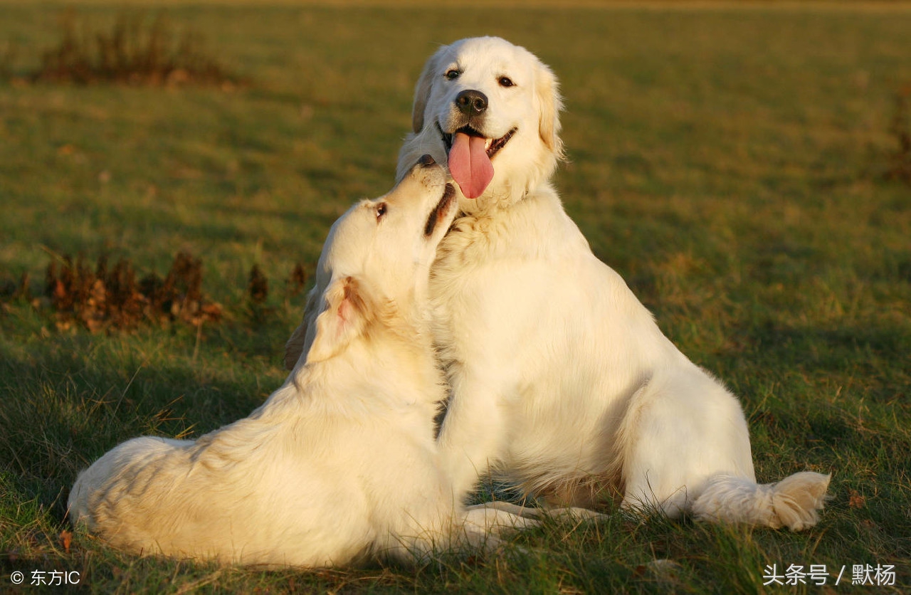 狗年旺：汉语与英语文化中关于狗的俗话......