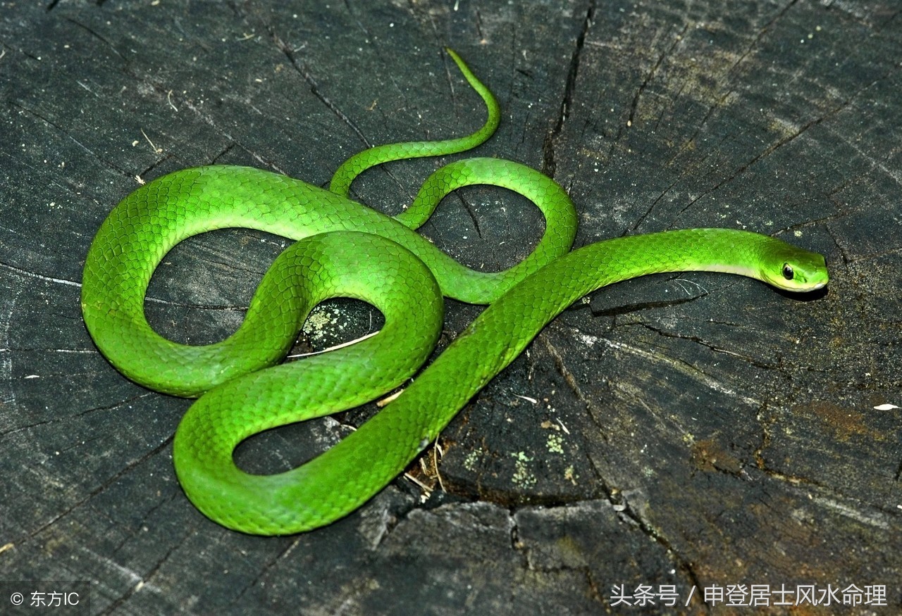 属蛇能和属蛇结婚吗,属蛇和属蛇的会结婚吗