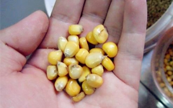 鲤鱼打窝的正确打法,钓鲤鱼用什么打窝上鱼快