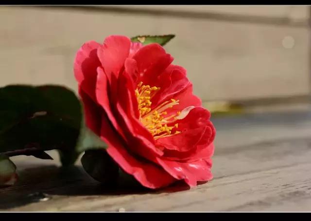 100种常年开花的植物,适合在家一年四季开花的植物