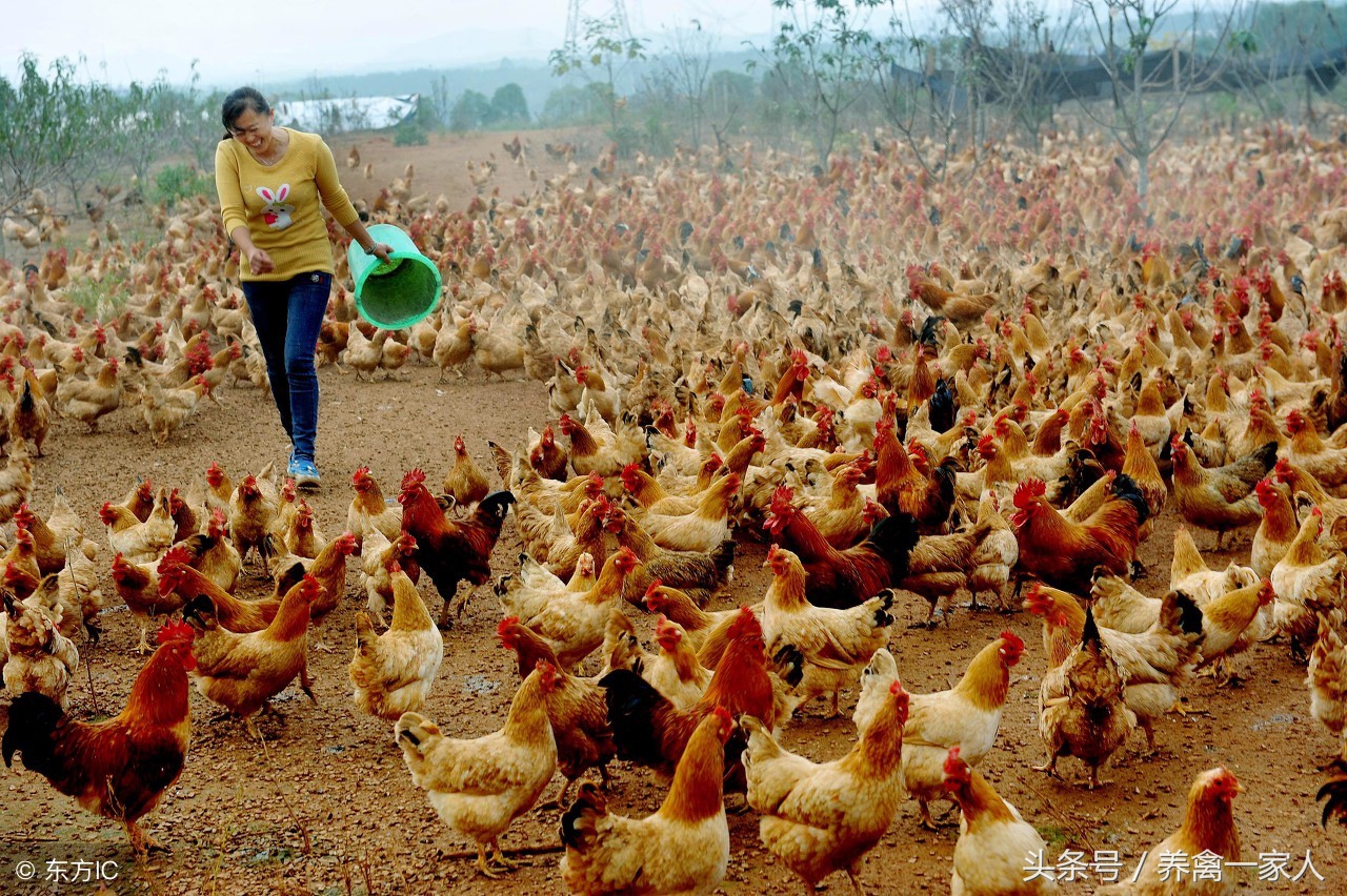 养鸡的常见病及治疗,养鸡呼噜咳嗽