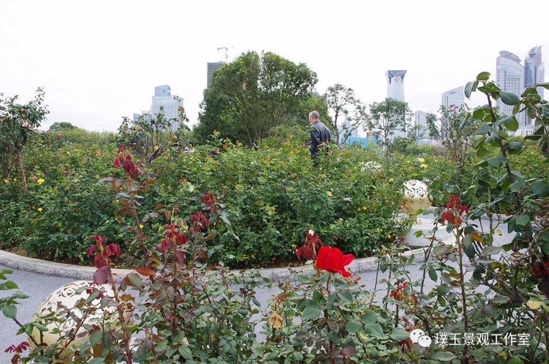 2019年香蜜湖公园,最新香蜜公园视频