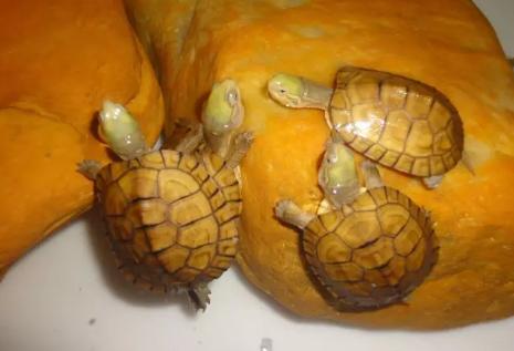 黄喉龟缸里适合养什么绿植,养黄喉小青龟违法吗