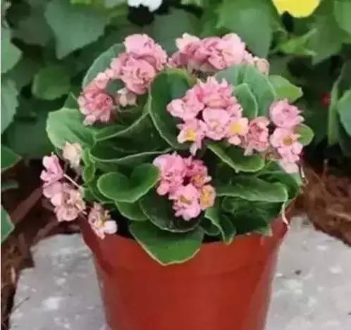 家养绿植花卉施什么肥,花卉绿植养殖方法测评