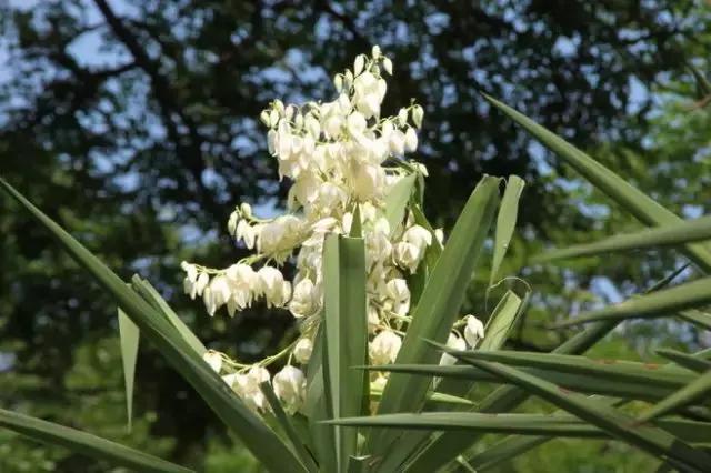 100种常年开花的植物,适合在家一年四季开花的植物