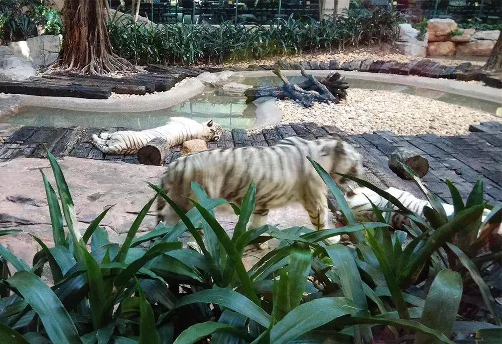 广州长隆野生动物园全程游记,长隆野生动物园游记作文大全