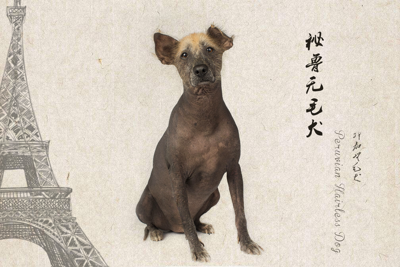 来自世界各地的狗,来自各国的国犬