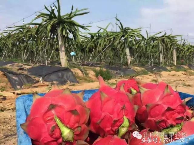 火龙果用钛微肥果实膨大,火龙果增糖吗