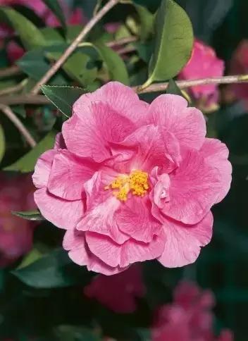 100种常年开花的植物,适合在家一年四季开花的植物