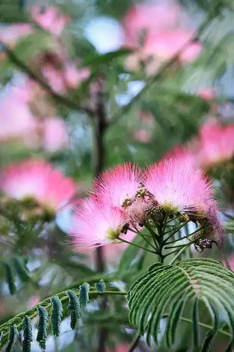 100种常年开花的植物,适合在家一年四季开花的植物