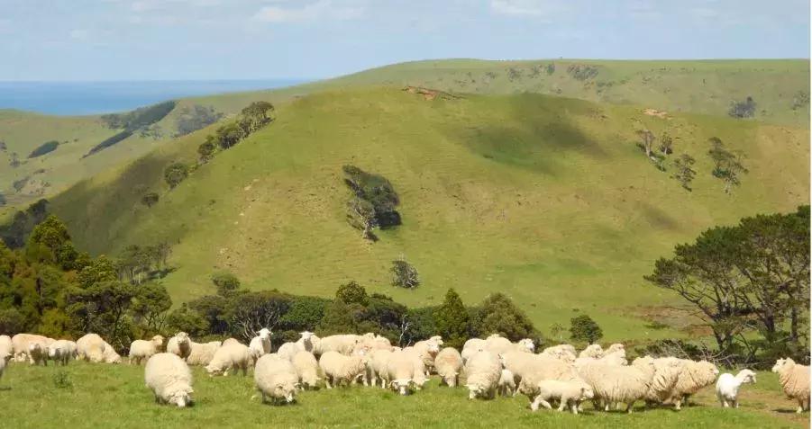 澳洲抗皱精华,50-60岁抗衰老紧致提拉精华推荐