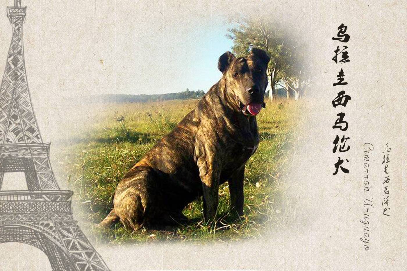 来自世界各地的狗,来自各国的国犬