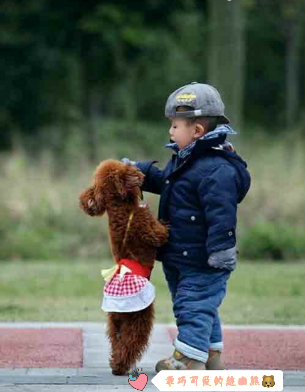 网上买狗注意哪些人是骗子,网上买狗靠不靠得住