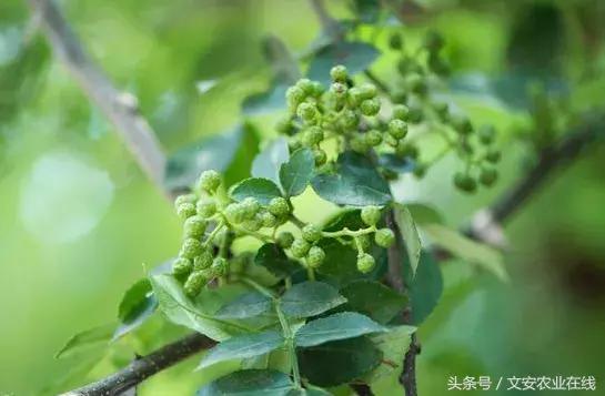 花椒丰产栽培需水量研究,花椒栽培技术培训班