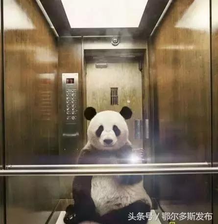 与狗接吻不怕得狂犬病吗,跟狗狗亲嘴会感染狂犬病么