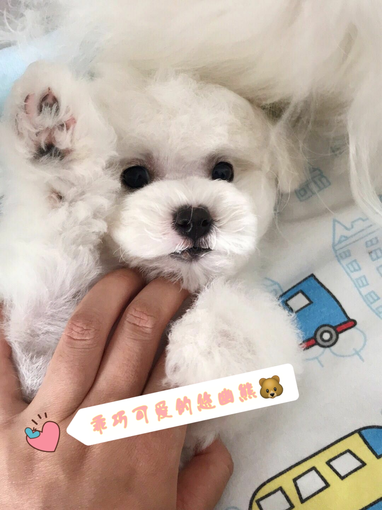 在网上买狗靠不靠谱,网上买狗到底有多坑