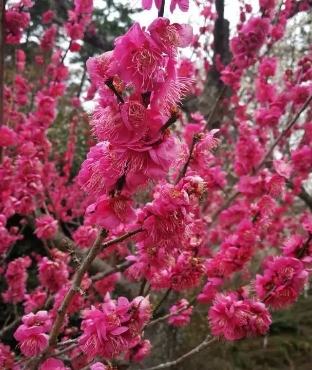 鏃ユ湰浜兘椋庢櫙宸濈搴锋垚,鏃ユ湰宸濈搴锋垚鍒濈鍥涙櫙