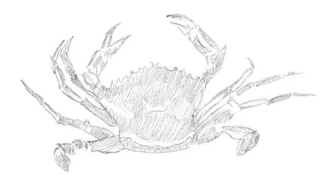 国画素描教程零基础入门,零基础学素描初学者入门教学