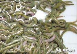 云南三只蚂蚁一道菜,云南三个蚊子一盘菜