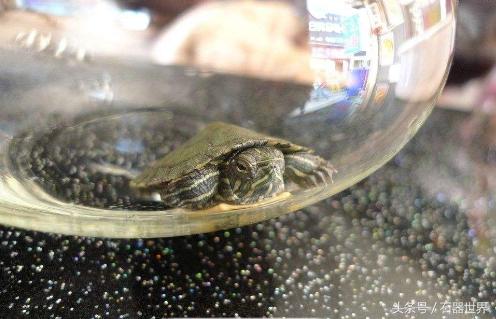 如何养乌龟小常识巴西龟,养乌龟技巧巴西龟能长多大