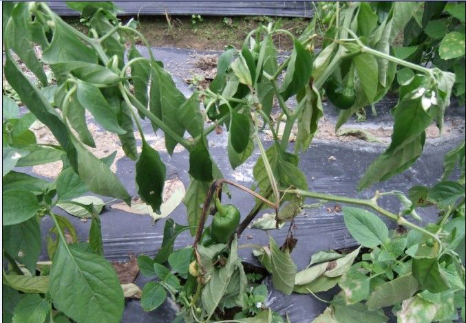 危害辣椒的主要病害有哪些,辣椒四大病害