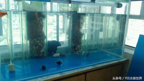 家庭养鱼有没有硝化细菌,硝化细菌为什么不能养鱼