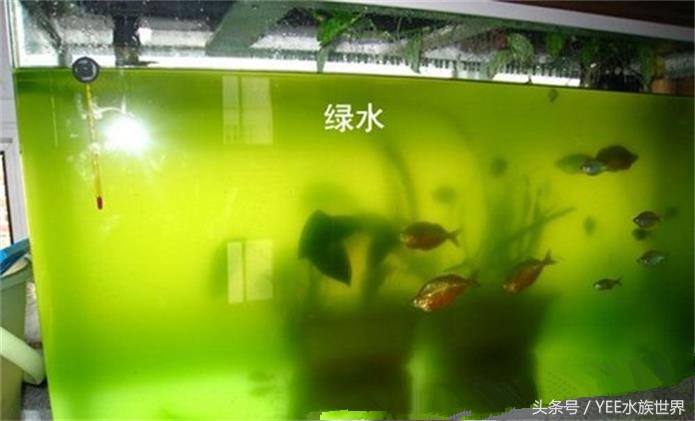 家庭养鱼有没有硝化细菌,硝化细菌为什么不能养鱼