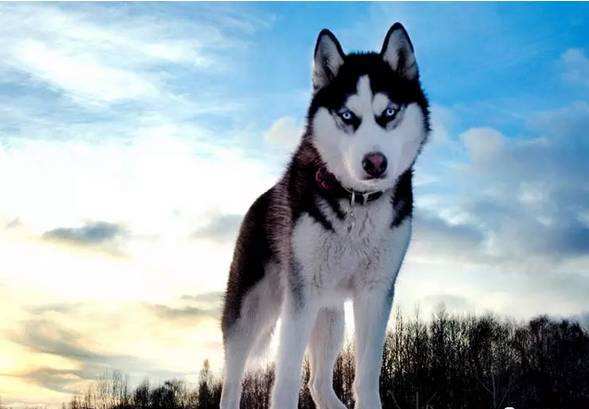 纯二哈血统,二哈的原血统