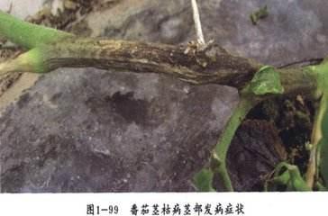 西红柿果实病害图谱大全及病名字,西红柿常见27种病害图片