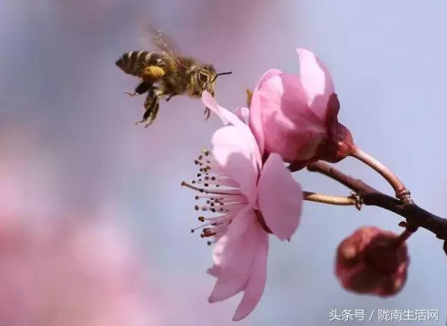 陇南徽县梅园“颜值”已“爆表”，再不去就迟了