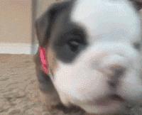 想不到，狗狗的耳型有这么多种！