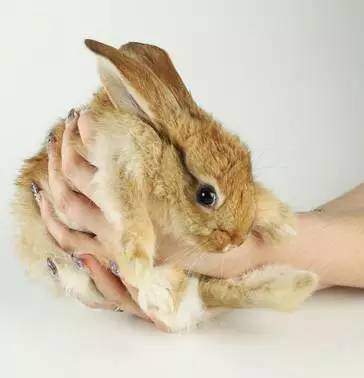 我家毛球最好抱了！不过该怎么抱？