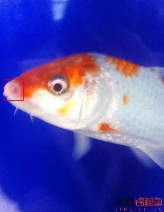 锦鲤烂嘴烂尾用什么药,锦鲤烂嘴可以用高锰酸钾