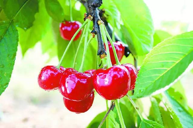 烟台樱桃和智利樱桃有啥区别,烟台樱桃品种介绍大全