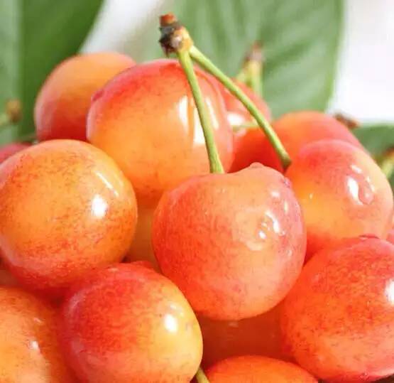烟台樱桃和智利樱桃有啥区别,烟台樱桃品种介绍大全