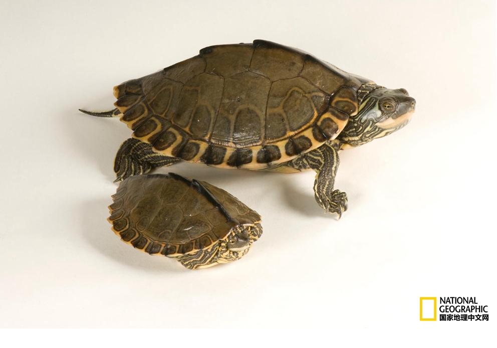 小乌龟生日礼物,小乌龟特别的生日礼物