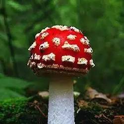 如果感到抑郁你就磕个菇！