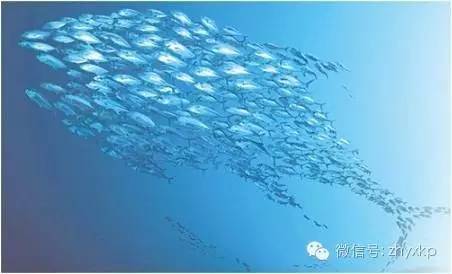 鱼油真的能降血脂吗,鱼油怎么挑选降血脂