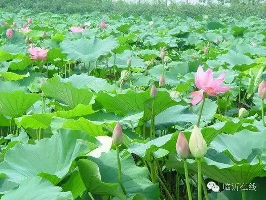 请不要听说临沂，请听临沂说......