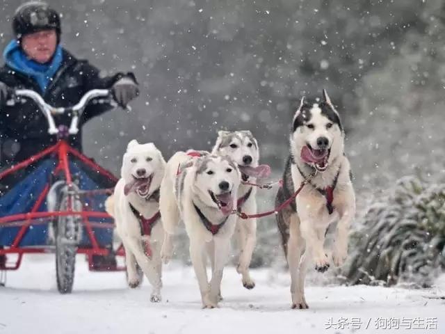 哈士奇西伯利亚雪橇犬,哈士奇真名叫做西伯利亚雪橇犬