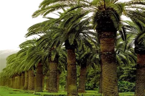 普蜡和巴西棕榈蜡哪个好,棕榈蜡车蜡的特点