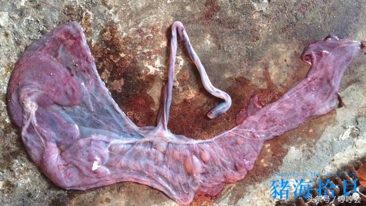 母猪产完仔后一般多久出胎衣,母猪先产胎衣正常吗