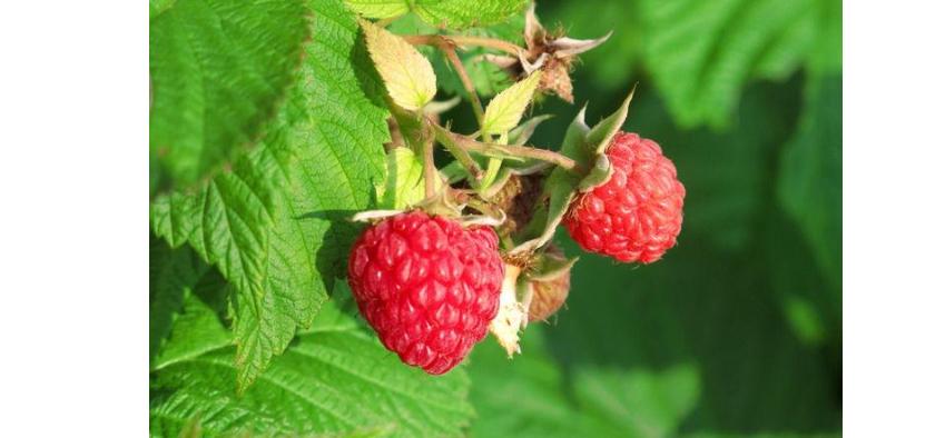 树莓投资多少钱一亩,树莓贵