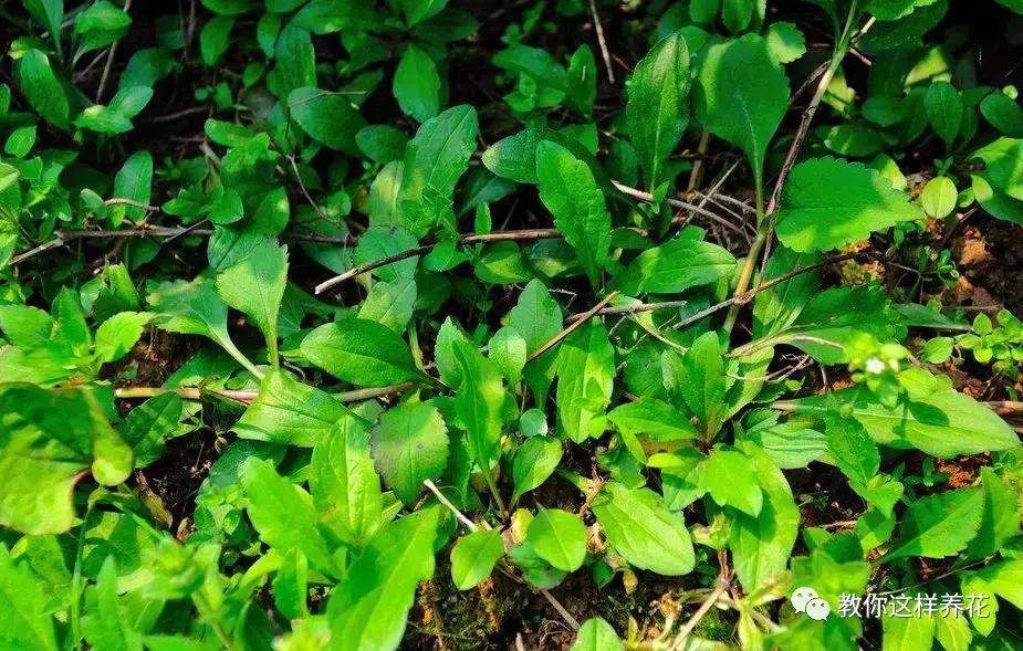 与高血压有关野菜,哪些野菜可以降高血压