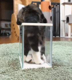 喵星人可是一个很神奇的物种,喵星人真的是一种神奇的物种