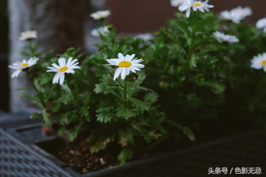 专业市场的野望，FujifilmX-H1横滨使用手记