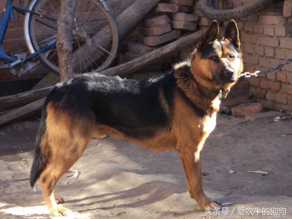 杂交德牧怎么是黑的,杂交德牧